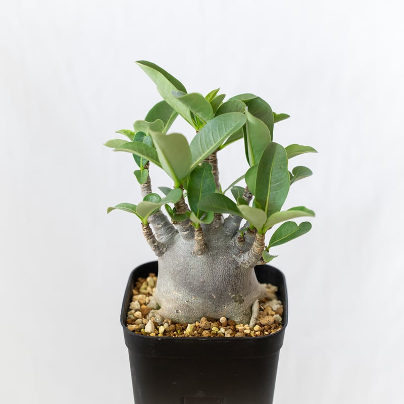 アデニウム　アラビカム　ブラック、スキン　タコ足　美株　大株ドワーフ￼ アデニウム アラビカム ブラックスキン 美株 Adenium Arabicum Black S