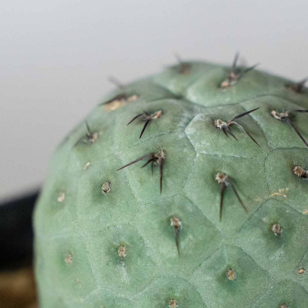 テフロカクタス ゲオメトリクス 実生【発根管理中】Tephrocactus 