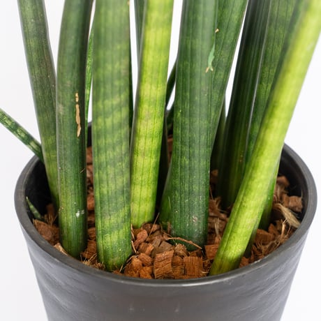 サンスベリア スタッキー Sansevieria stuckyi  観葉植物 多肉植物 インテリアグリーン 静岡 ANTIDOTE 通販 S1176