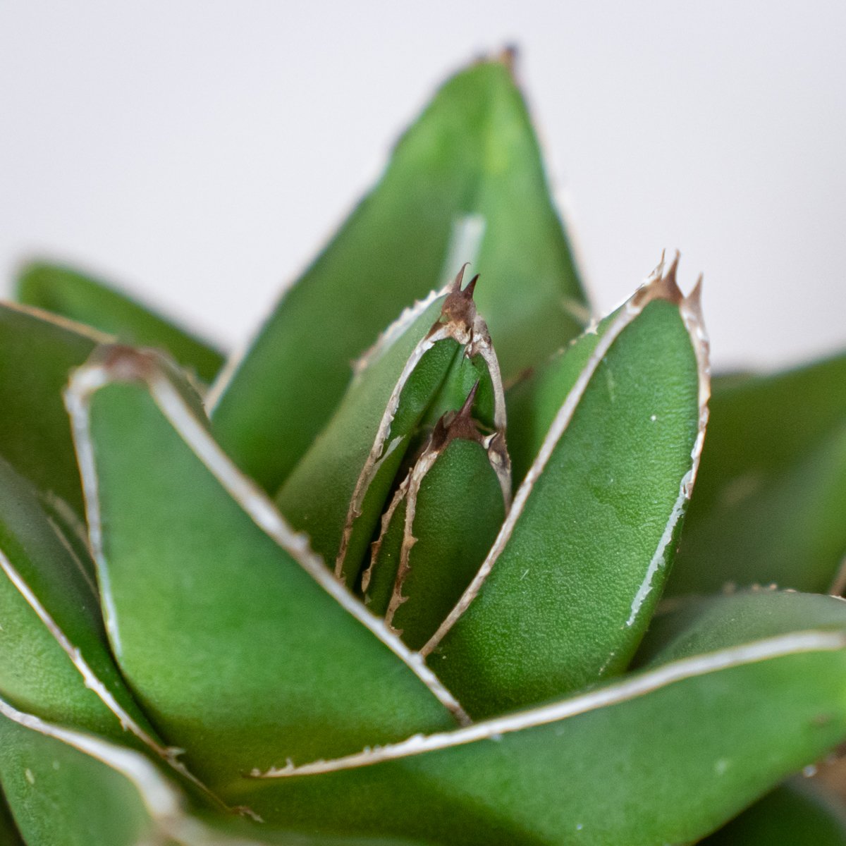アガベ 笹の雪 桃太郎 OC株【発根管理中】Agave victoriae-reginae 多