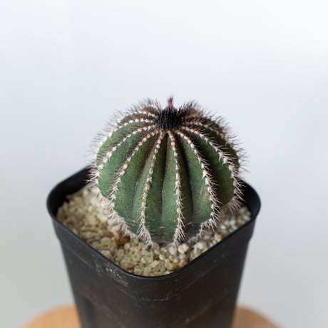 ユーベルマニア ペクチニフェラ 実生 Uebelmannia pectinifera サボテン 多肉植物 珍奇植物 静岡 ANTIDOTE 通販 S1379