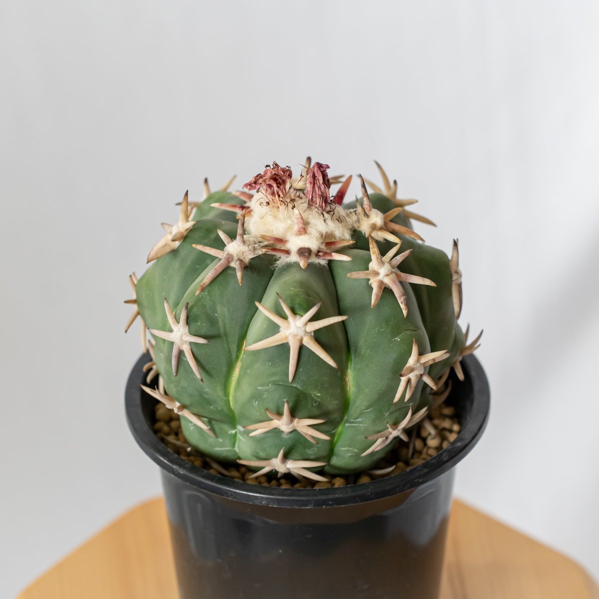 エキノカクタス 白棘翠平丸 接ぎおろし Echinocactus