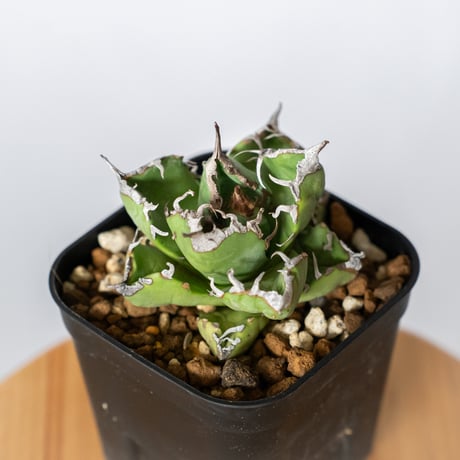 -Collection- 魔丸 アガベチタノタ オテロイ アガベ・チタノタ 魔丸（芽）-024｜agave titanota imps | Plus_P