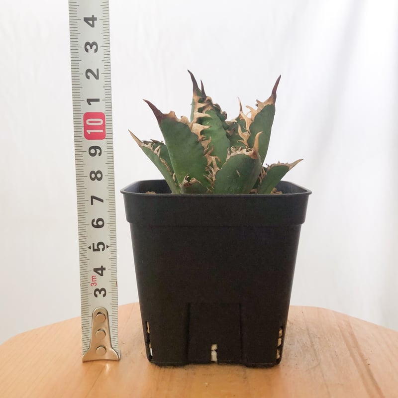 アガベ チタノタ 赤猫 OC株 美株 【発根管理中】Agave titanota Red Ca