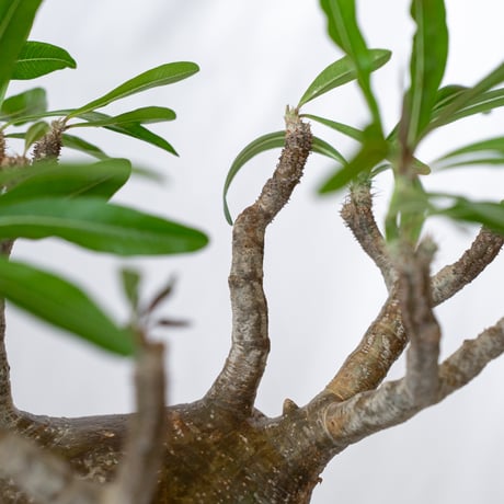 パキポディウム グラキリス 現地球 大株 pachypodhium Gracilius 塊根植物 コーデックス 多肉植物 珍奇植物 静岡 ANTIDOTE 通販 S627