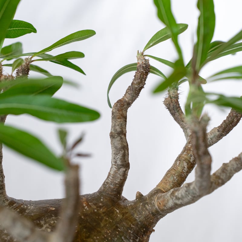 ゴ*ン様 A41超特選株！特レアな大小のチンバ枝！パキポディウムグラキリス IMG_4815_graki1297_1600x.jpg?v