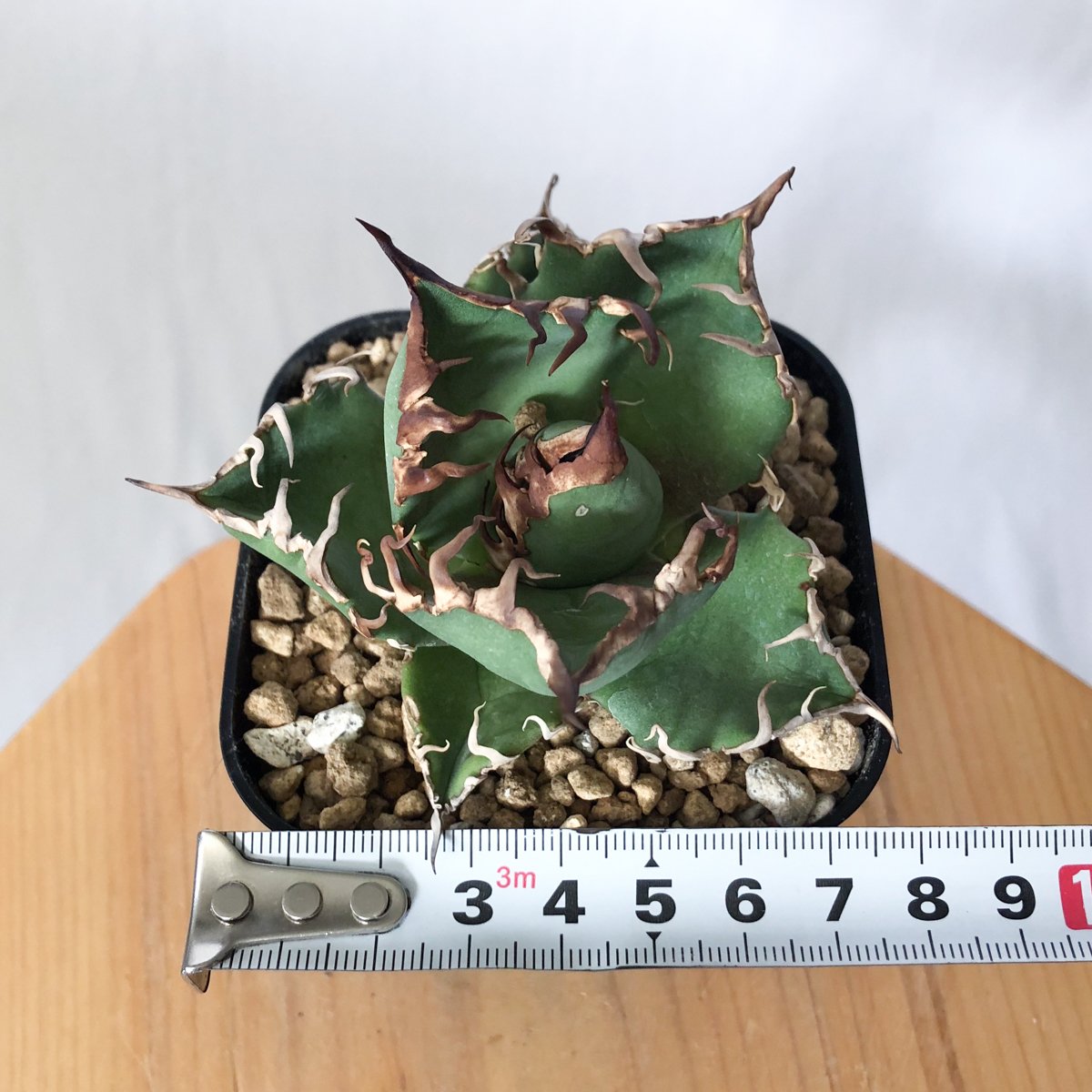 アガベ チタノタ シーザー 美株 OC株 Agave titanota Caesar 多肉植物