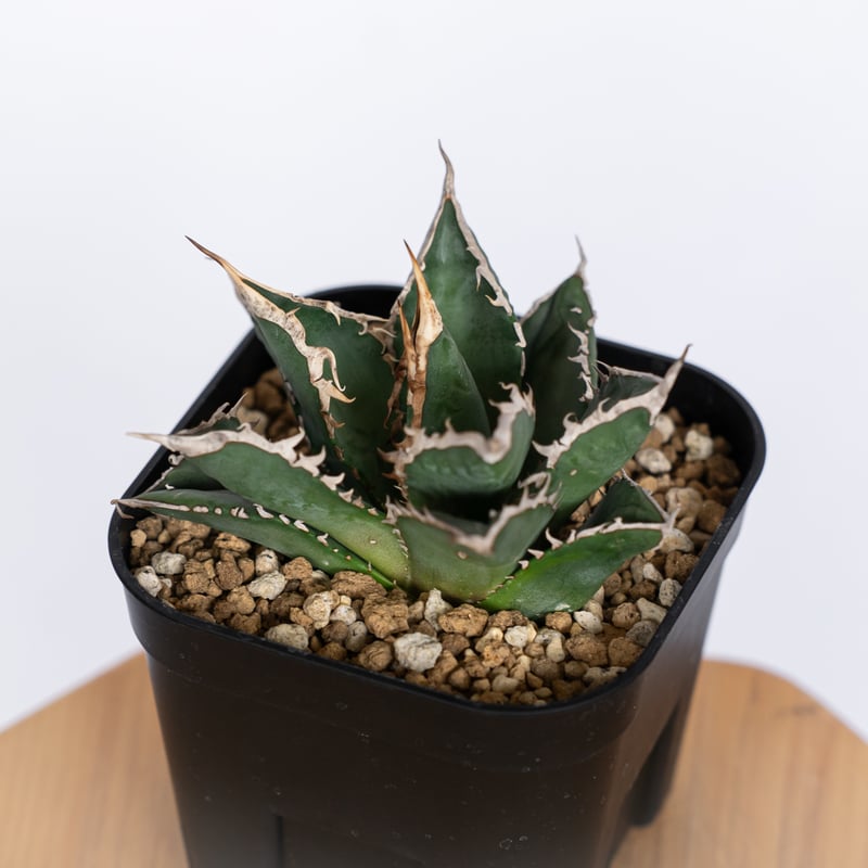 【コレクションOC株】アガベ　チタノタ　狼人 アガベ チタノタ 狼人 OC株 Agave titanota Werewolf 多肉植物 珍