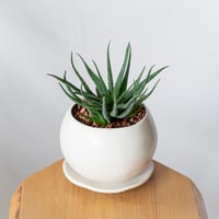 アロエ パルブラ 鉢セット Aloe parvula 多肉植物 珍奇植物 静岡 ANTIDOTE 通販 S1334