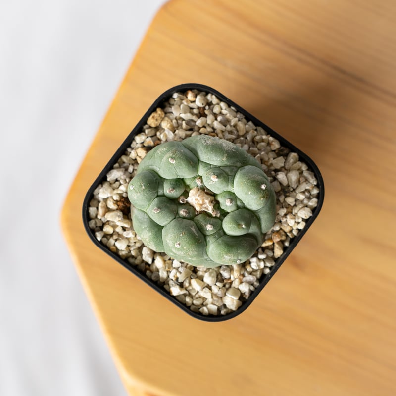 ロフォフォラ 疣銀冠玉 実生 美株 Lophophora williamsii var. de