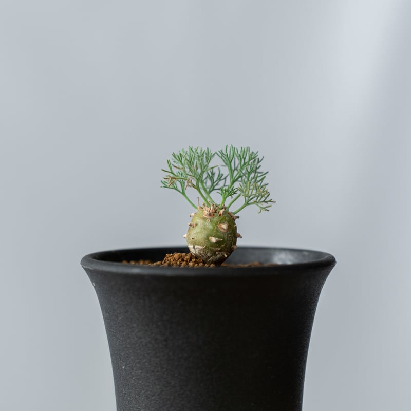 モンソニア ペニクリナム Monsonia peniculinum サルコカウロン