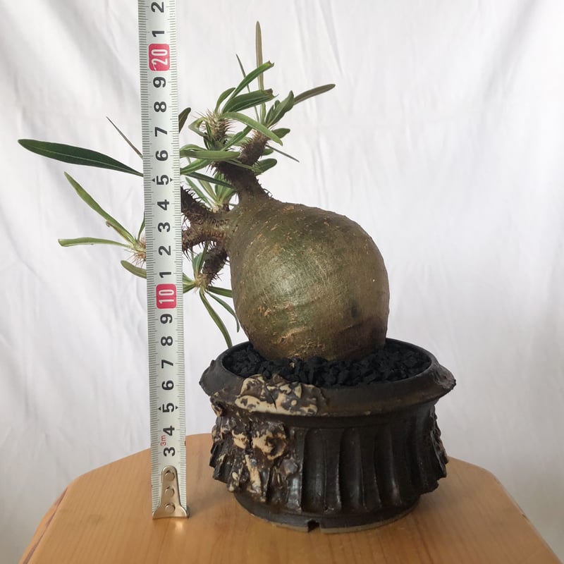 保田修作鉢セット】パキポディウム グラキリス 現地球 pachypodhium