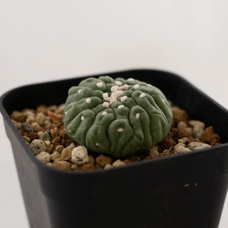 アストロフィツム 亀甲兜 リザードスキン Astrophytum 多肉植物