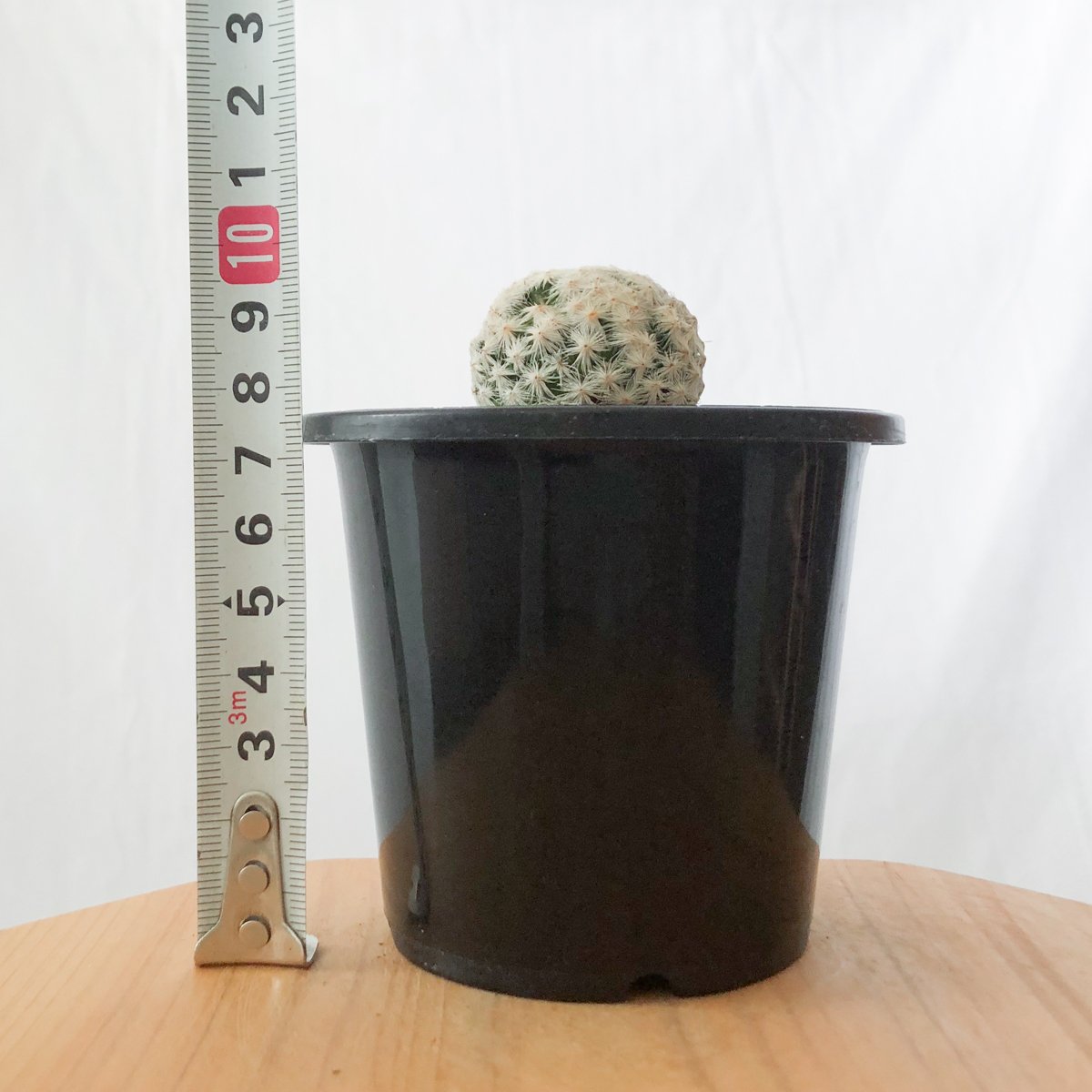 マミラリア 白鳥 大文字 カキ仔 Mammillaria herrerae サボテン 多肉
