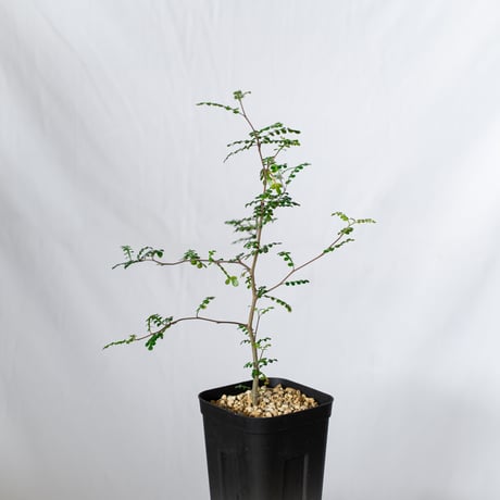 オペルクリカリア デカリー 実生 Operculicarya decaryi 塊根植物 多肉植物 珍奇植物 静岡 ANTIDOTE 通販 S1503