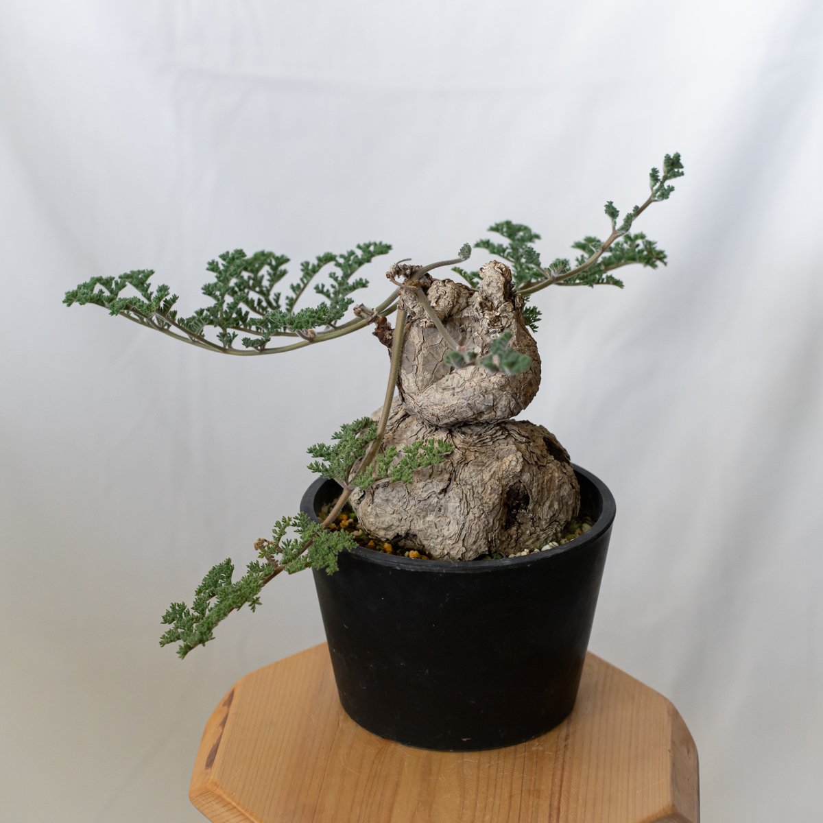 ペラルゴニウム トリステ 大株 美株 Pelargonium triste 多肉植物 珍奇