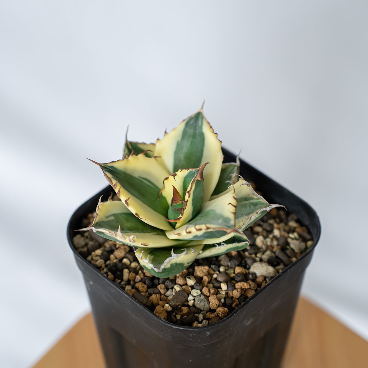 agabe titanota アガベチタノタ　スカグルトゥース アガベ チタノタ スナグルトゥース Agave titanota Snaggle Tooth