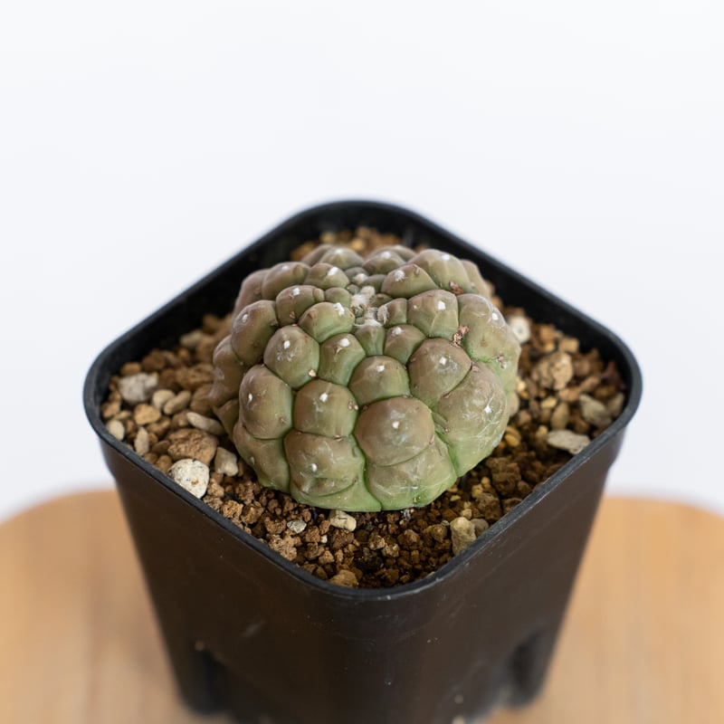 アストロフィツム 亀甲兜 リザードスキン 実生 Astrophytum Asteria