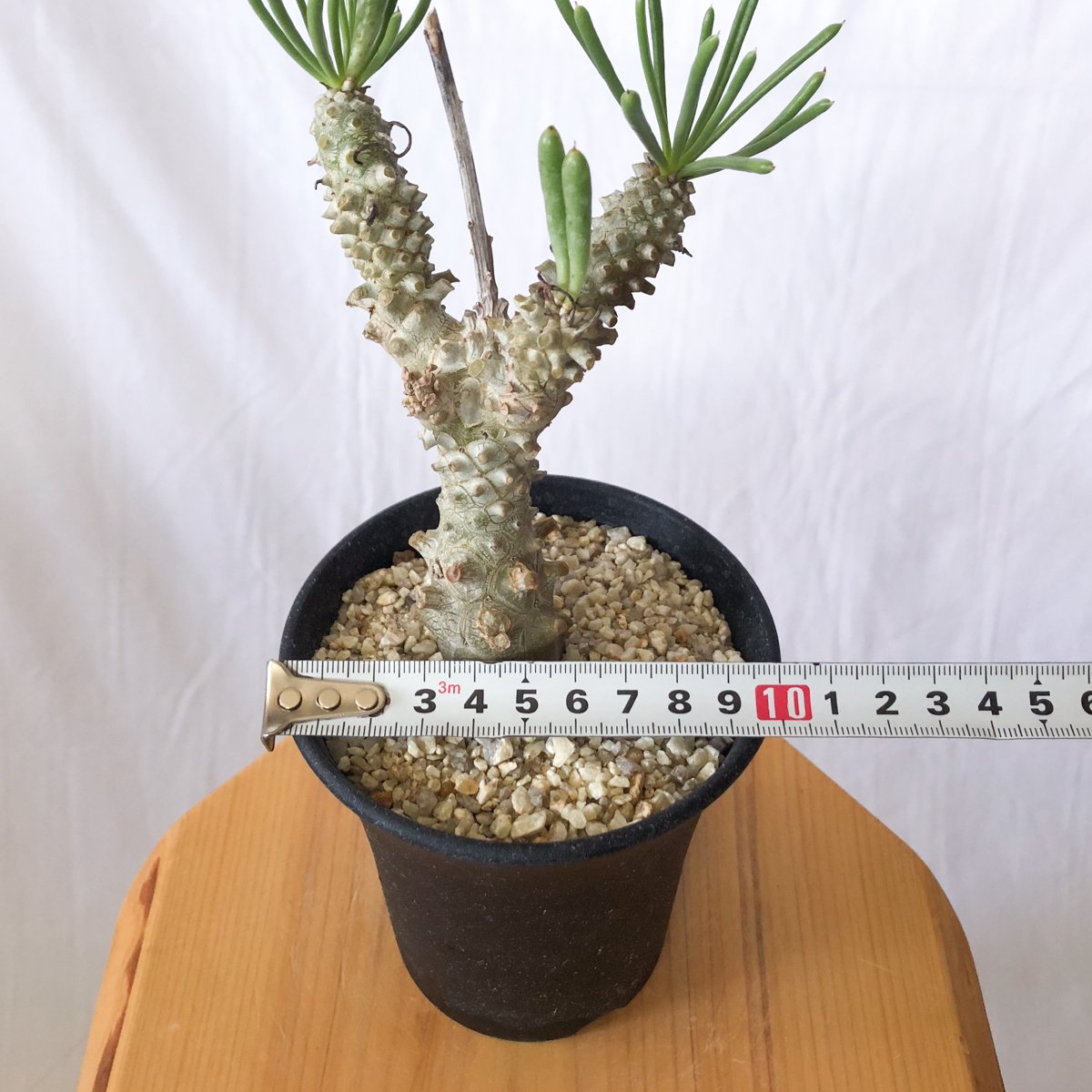 チレコドン ワリチー 奇峰錦 実生 Tylecodon wallichii コーデックス