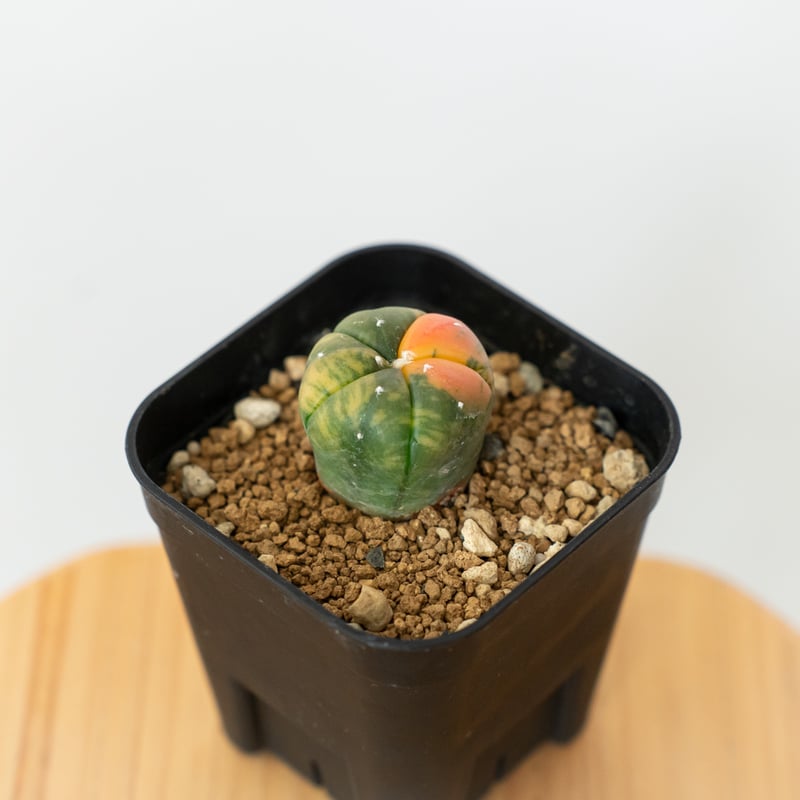 アストロフィツム 瑠璃兜錦 赤斑 Astrophytum asterias 多肉植物