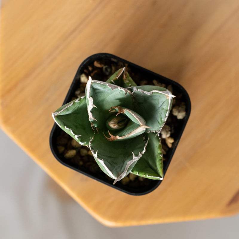 アガベ チタノタ 大白鯊 ホオジロザメ【発根管理中】TC株 Agave