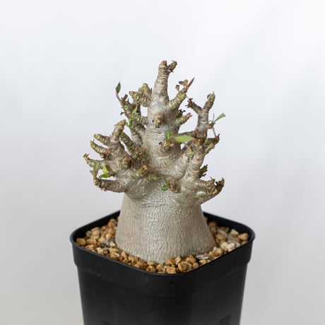 パキポディウム ブレビカウレ 恵比寿笑い 実生 Pachypodium brevicaule 塊根植物 コーデックス 多肉植物 珍奇植物 静岡 ANTIDOTE 通販 S1350