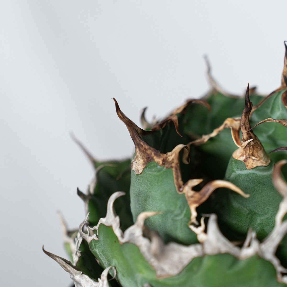 アガベ チタノタ 白鯨 特大株 【発根管理中】OC株 Agave titanota White