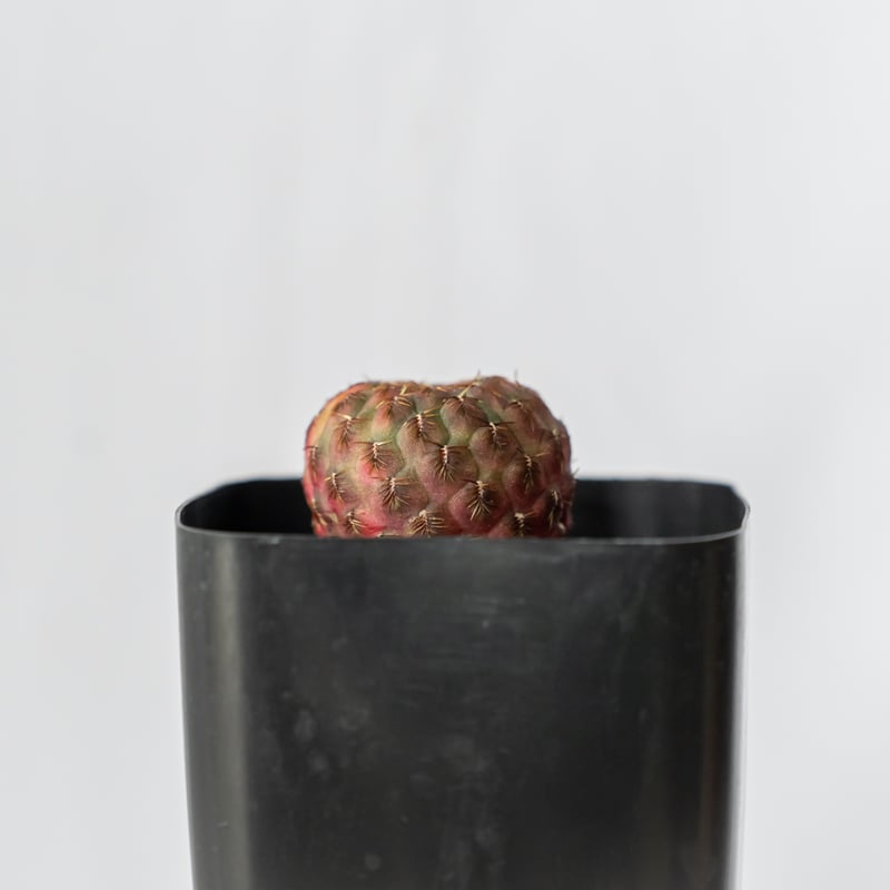 スルコレブチアsp カキコ1個♪ スルコレブチア ラウシー錦 カキ仔 Sulcorebutia rauschii