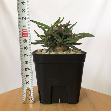 ユーフォルビア キリンドリフォリア トゥビフェラ Euphorbia cylindrifolia var. tubufera 多肉植物 珍奇植物 ANTIDOTE 静岡 通販 S813