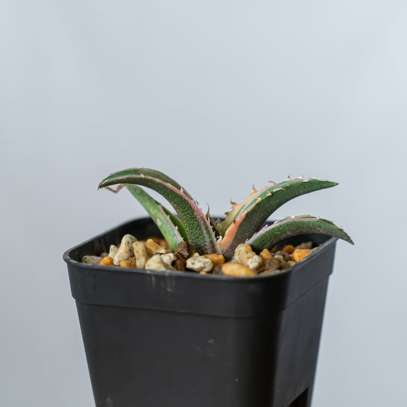 アガベ チタノタ 白鯨 白覆輪 TC株 白鯨錦 Agave titanota White Wh
