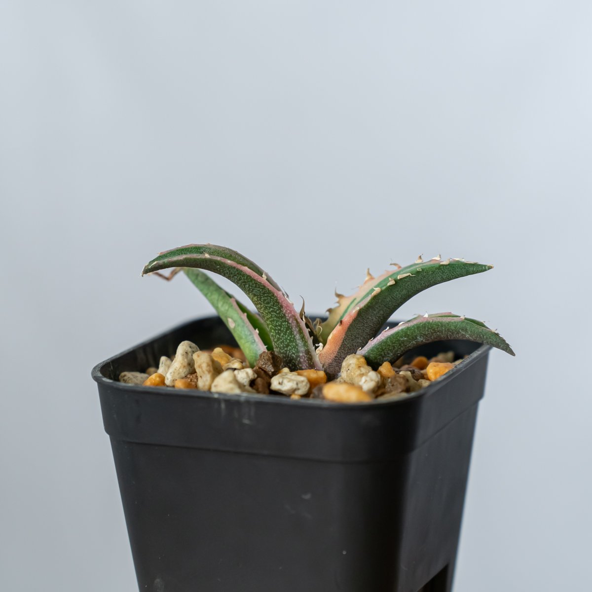 アガベ チタノタ 白鯨 白覆輪 TC株 白鯨錦 Agave titanota White Wh