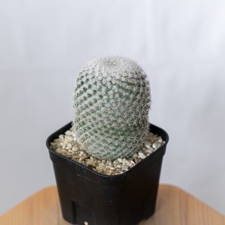 マミラリア 希望丸 実生 Mammillaria albilanata サボテン 多肉植物 珍奇植物 静岡 ANTIDOTE 通販 S1491