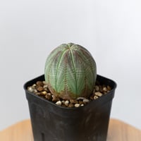 ユーフォルビア オベサ 実生 Euphorbia obesa 多肉植物 珍奇植物 静岡 ANTIDOTE 通販 S1430