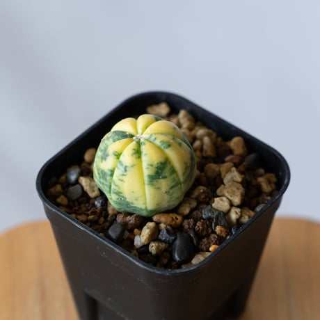 アストロフィツム 瑠璃兜錦 実生 Astrophytum asterias nudum variegata 多肉植物 サボテン 珍奇植物 静岡 ANTIDOTE 通販 S747