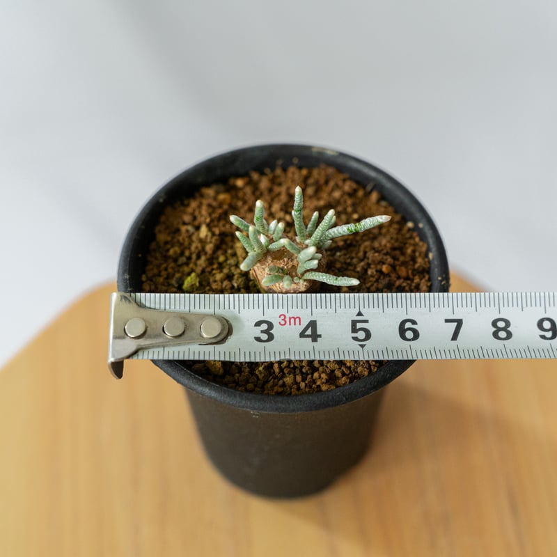 アボニア クイナリア Avonia quinaria 塊根植物 コーデックス 冬型