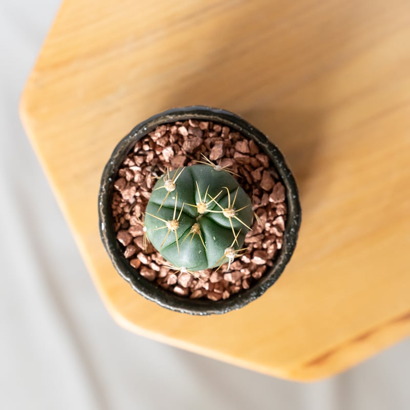 ギムノカリキウム 海王丸 鉢セット Gymnocalycium paraguayense サボ