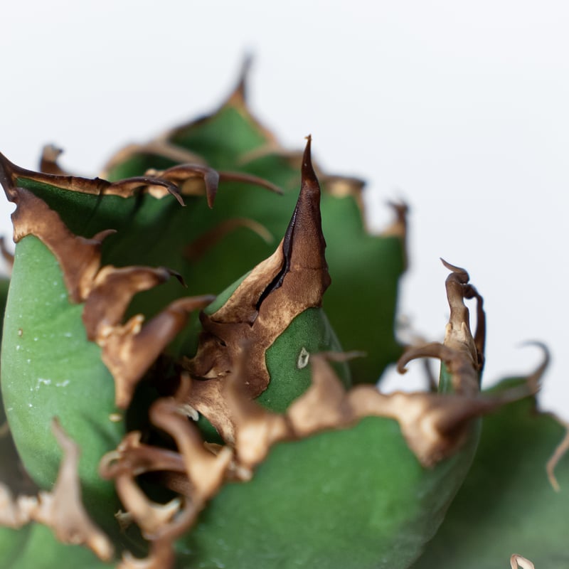 アガベ チタノタ シーザー 美株 OC株 Agave titanota Caesar 多肉植物