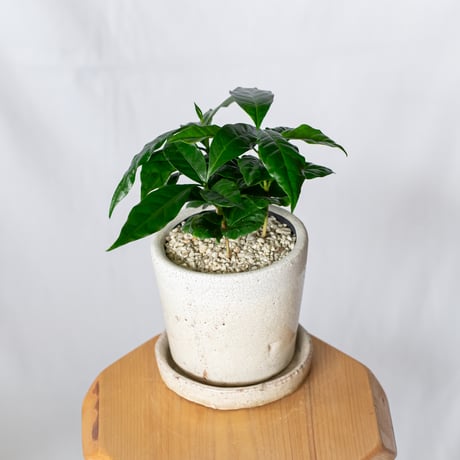 コーヒーの木 鉢セット Coffee tree 観葉植物 インテリアグリーン 珍奇植物 静岡 ANTIDOTE 通販 S1325