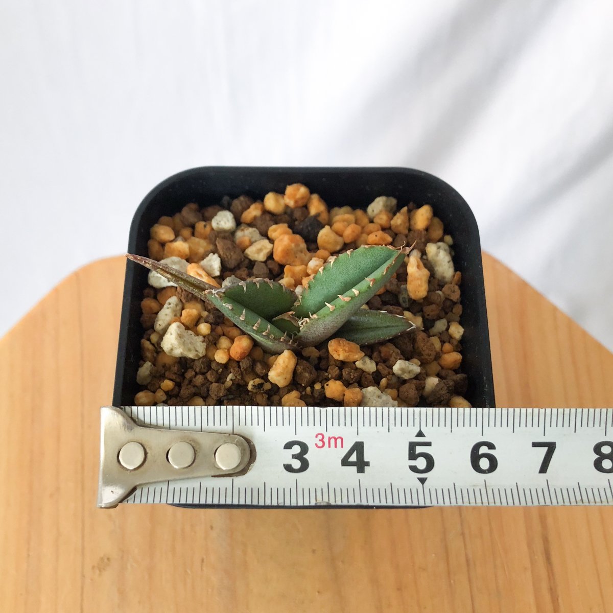 アガベ チタノタ 鰐亀 ワニガメ【発根管理中】TC株 Agave titanota