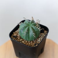 ユーフォルビア バリダ 実生 Euphorbia super valida 多肉植物 珍奇植物 ANTIDOTE 静岡 通販 S919