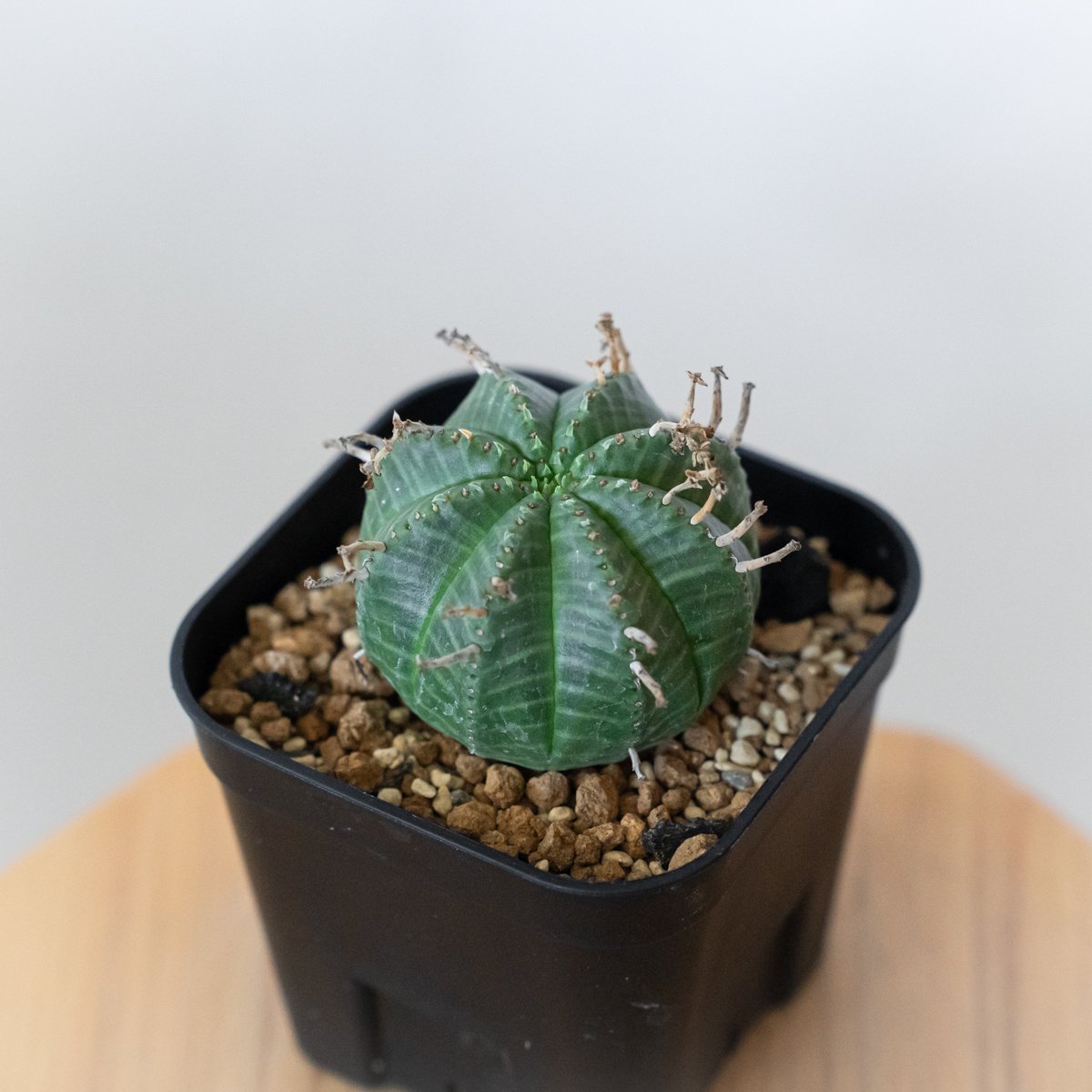 ユーフォルビア バリダ 実生 Euphorbia super valida 多肉植物 珍奇植物