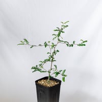 オペルクリカリア デカリー 実生 Operculicarya decaryi 塊根植物 多肉植物 珍奇植物 静岡 ANTIDOTE 通販 S1503