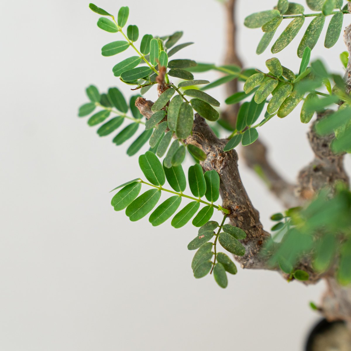 センナ メリディオナリス 輸入株 Senna Meridionalis コーデックス