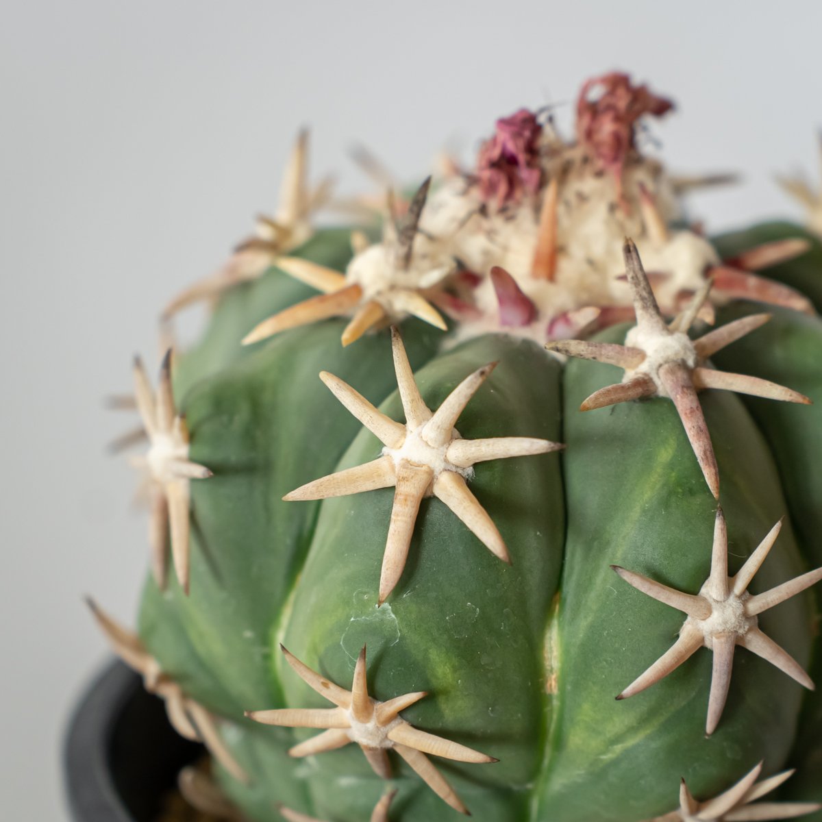 翠平丸（接ぎ木) ｜エキノカクタス エキノカクタス 白棘翠平丸 接ぎおろし Echinocactus