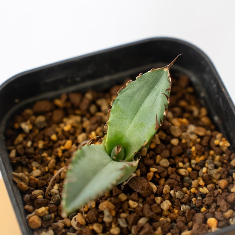 アガベ チタノタ 黒犀牛【発根管理中】TC株 Agave titanota black rhi