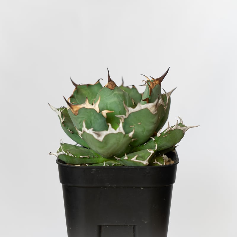 アガベ チタノタ 姫厳竜 OC株 Agave titanota 多肉植物 珍奇植物 静岡