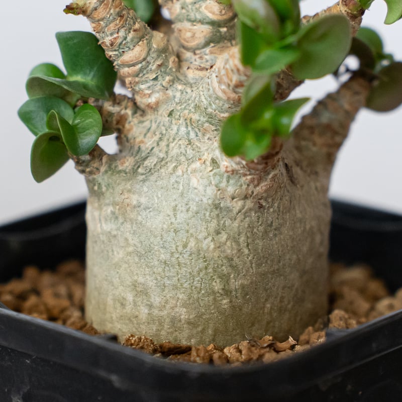 アデニウム アラビカム ドーセットホーン 獅子葉 Adenium Arabicum
