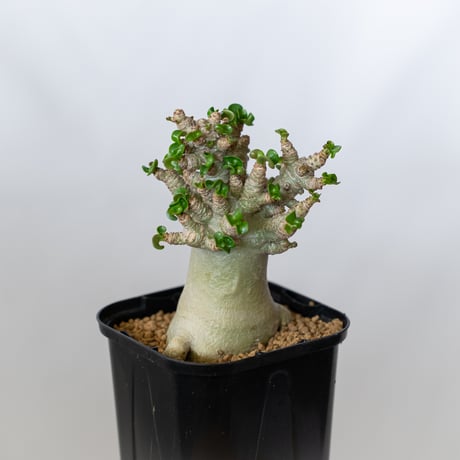 caudex | STORES
