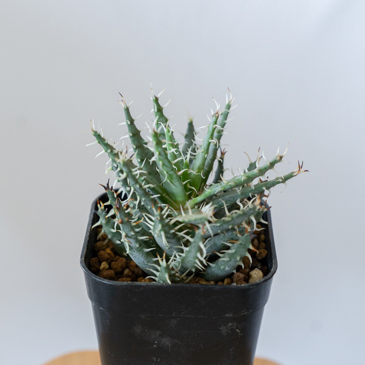 アロエ　エリナケア　メラナカンサ　幹立ち アロエ エリナケア メラナカンサ 幹立ち アロエ エリナケア Aloe