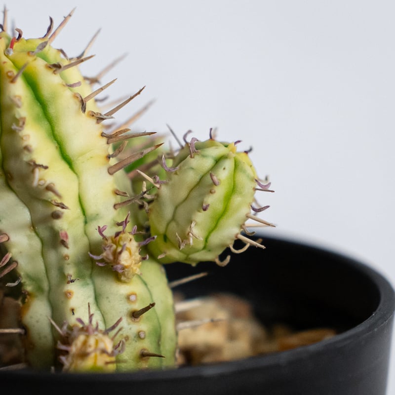 ユーフォルビア 紅彩閣錦 実生 エノプラ 斑入り Euphorbia enopla 塊根